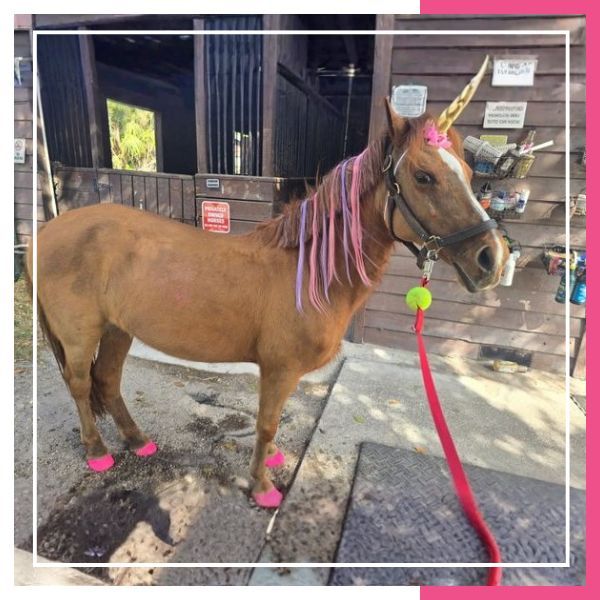 a horse from Pink Flamingo Stables with a unicorn