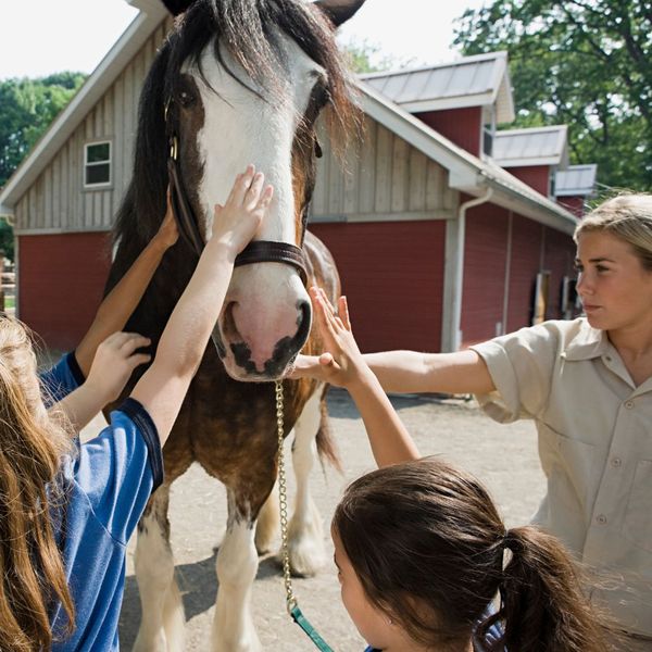 kids petting horse