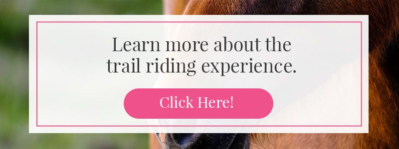 contact for lessons and rides info banner