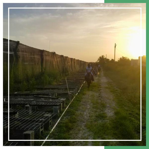 trail riding on horseback