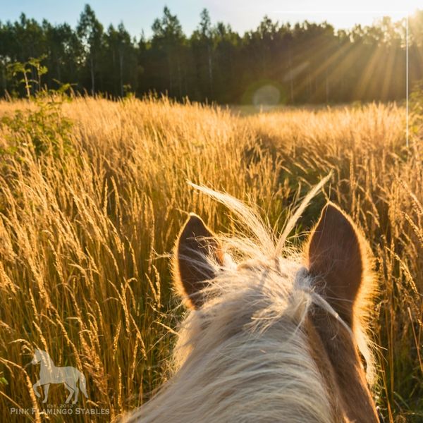 IMG 4 - How to Form Individual Goals in Horseback Riding.jpg