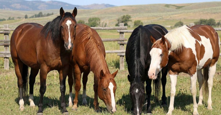 The Ultimate Guide to Facial Markings of Horses HEADER.jpg
