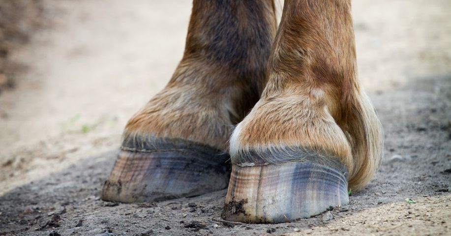 horse's feet close up