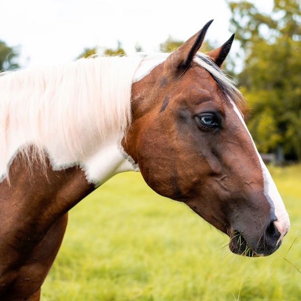 American paint horse