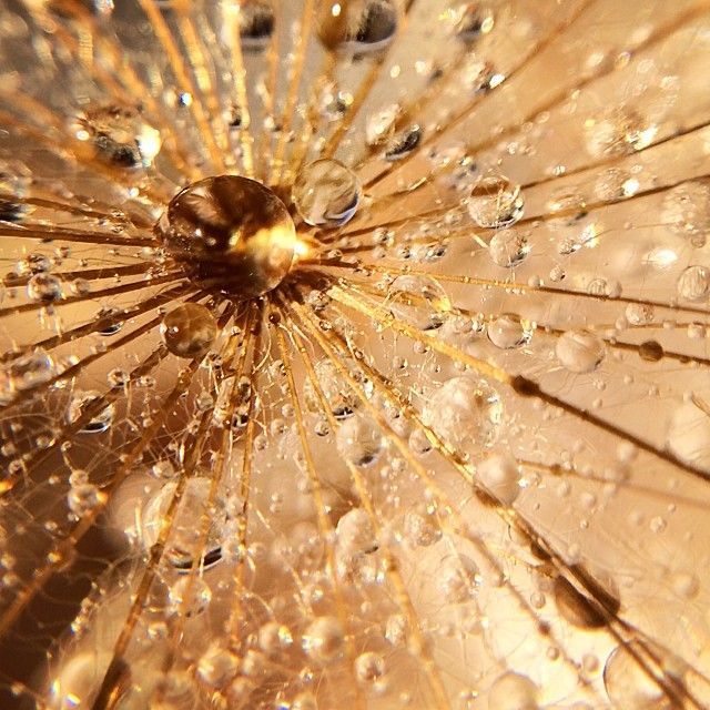 spun-gold_t20_BWBEv8.jpg