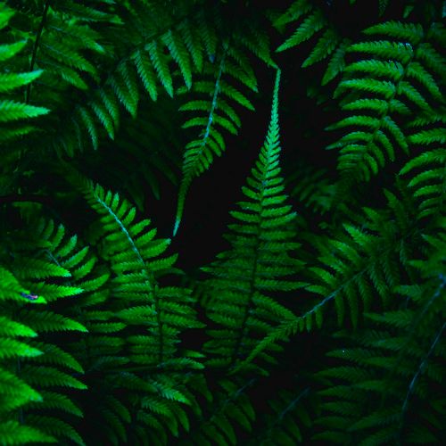 kendal-hnysCJrPpkc-unsplash 2.jpg
