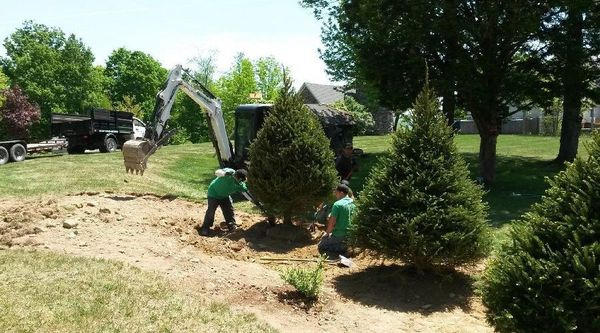 Plant Installation 4.jpg