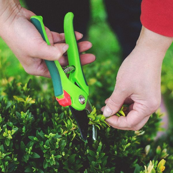 image of pruning