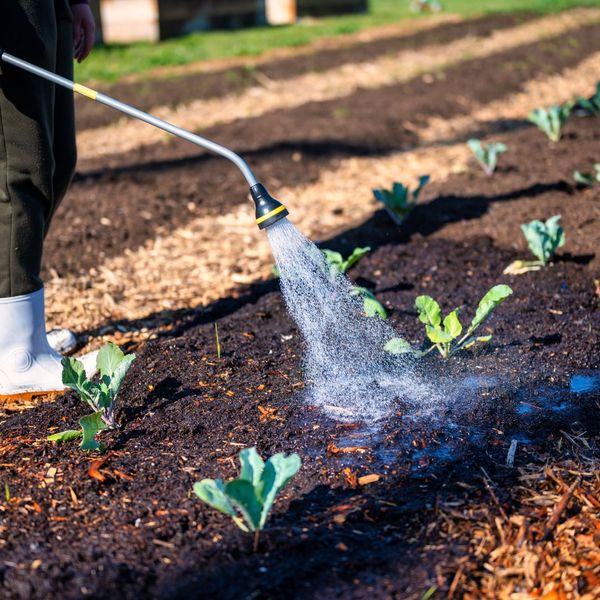 watering topsoil near mulch watering topsoil near mulch