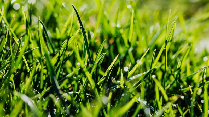 fresh green grass