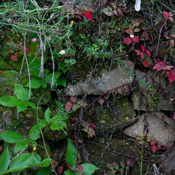 cozy garden space cozy garden space