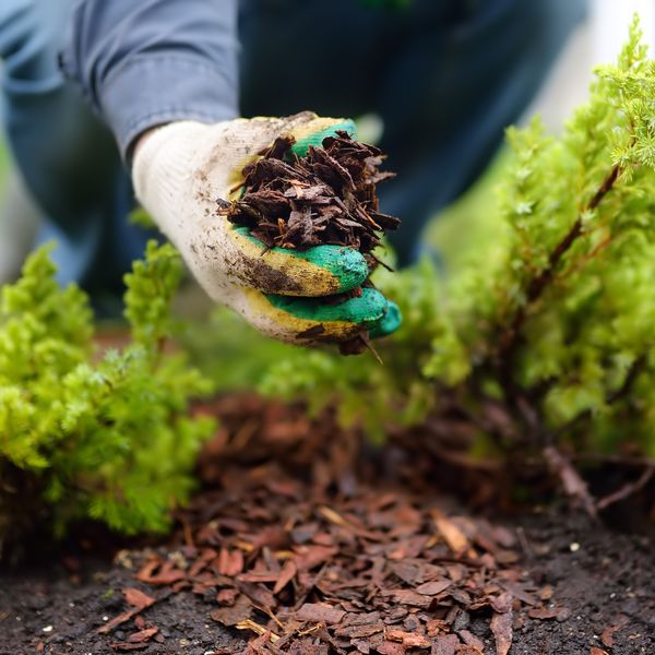 image of mulch