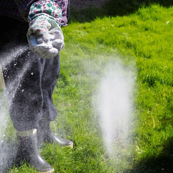 fertilizing lawn fertilizing lawn