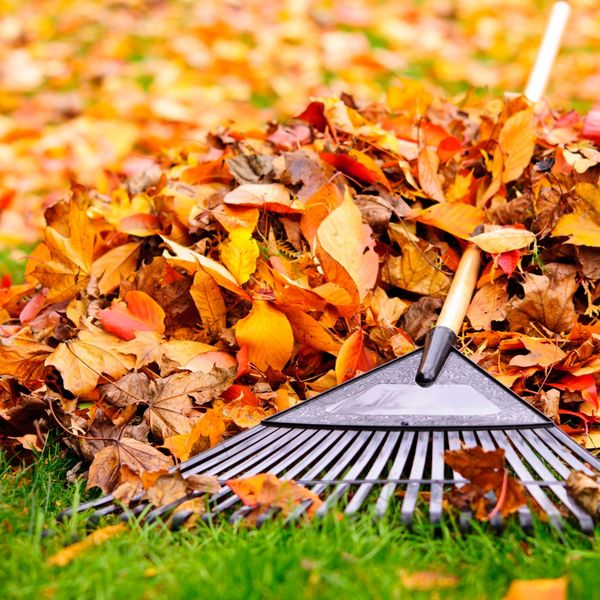 image of raking