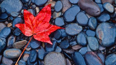 red leaf resting on river rocks