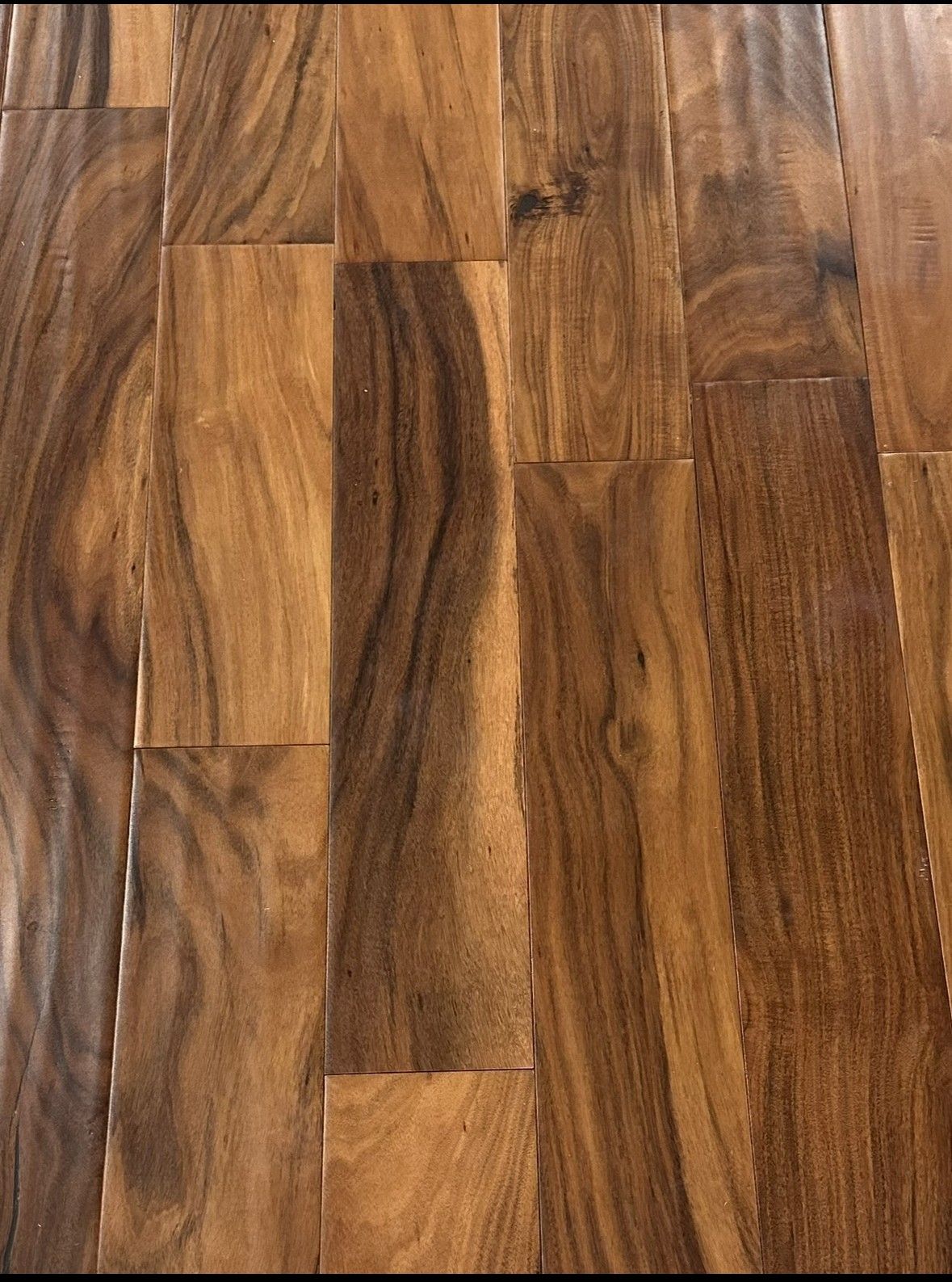 Short Leaf Acacia Cover.jpg
