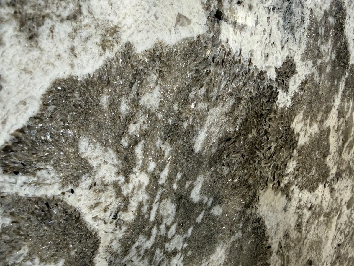 Alpine White 25091502W 2.jpeg