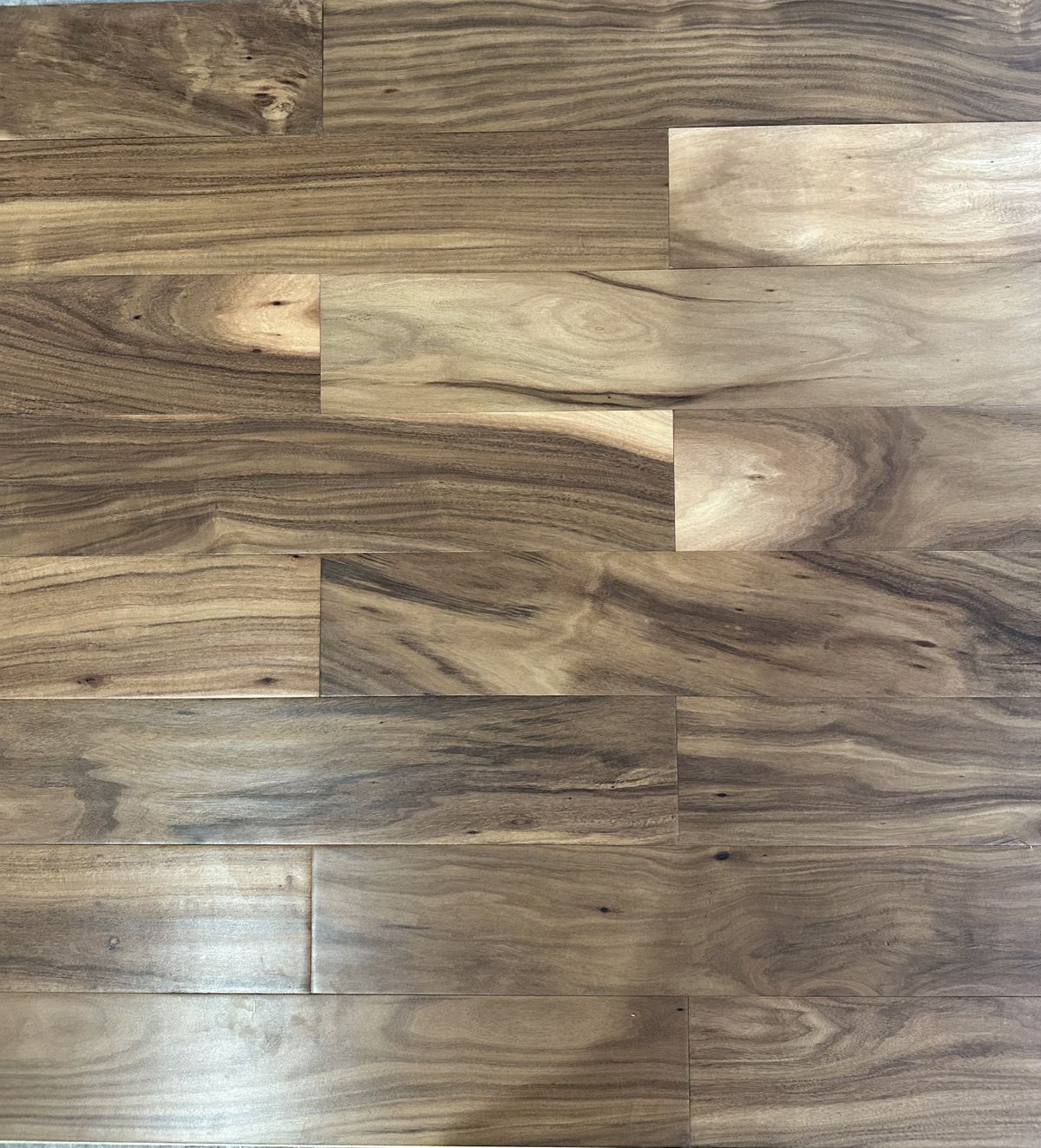 Long Leaf Acacia 3.jpg