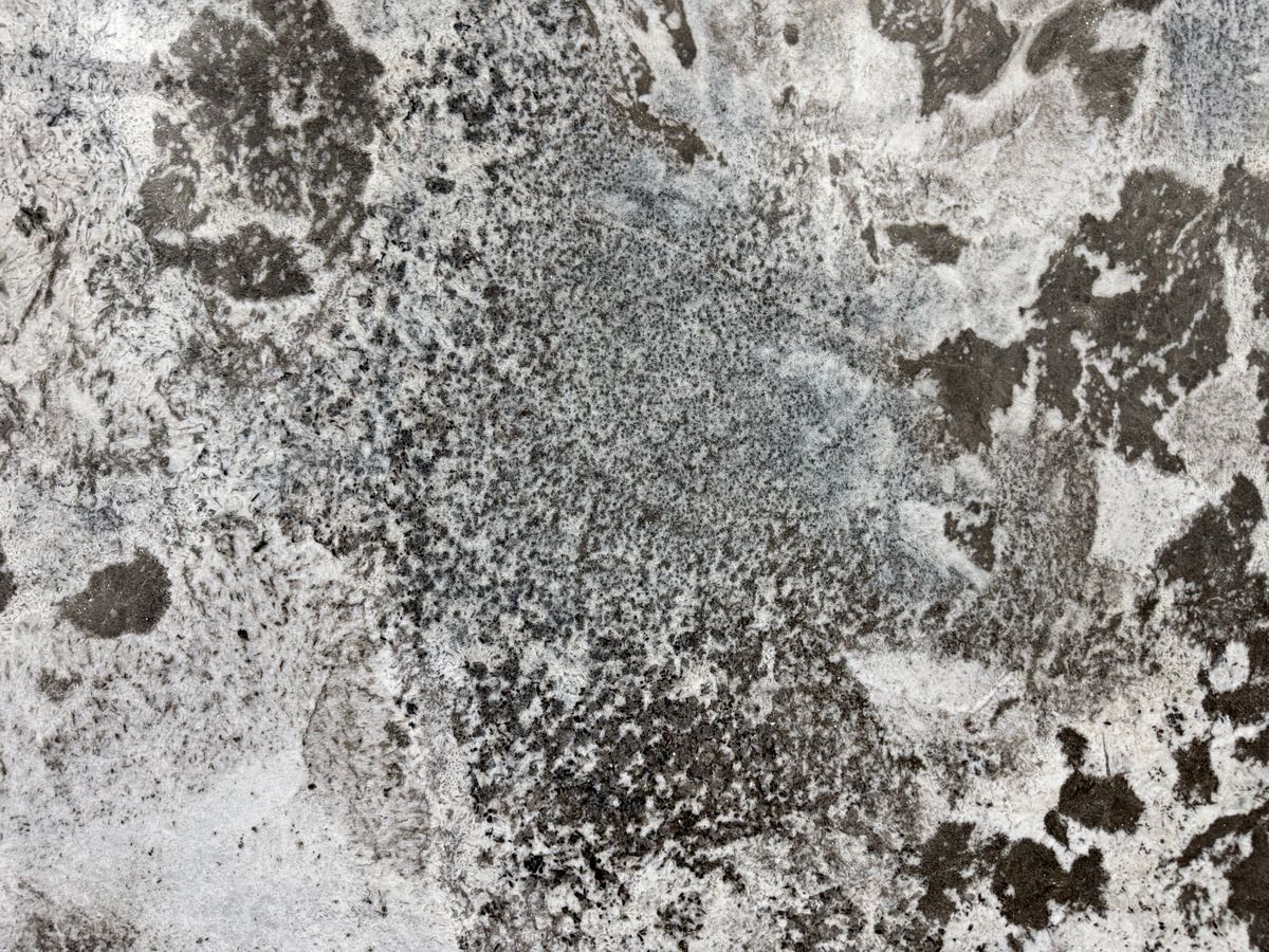 Alpine White 25091502W 3.jpeg