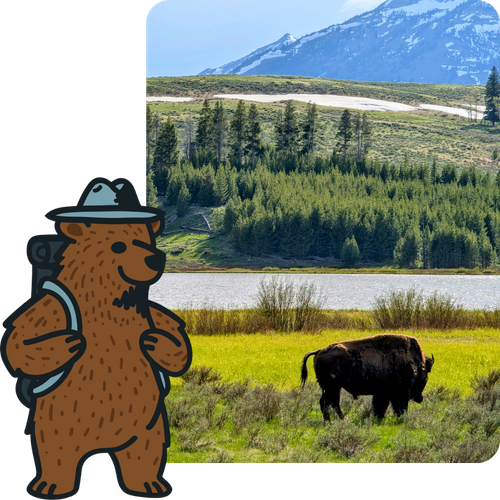 A bison in Yellowstone.