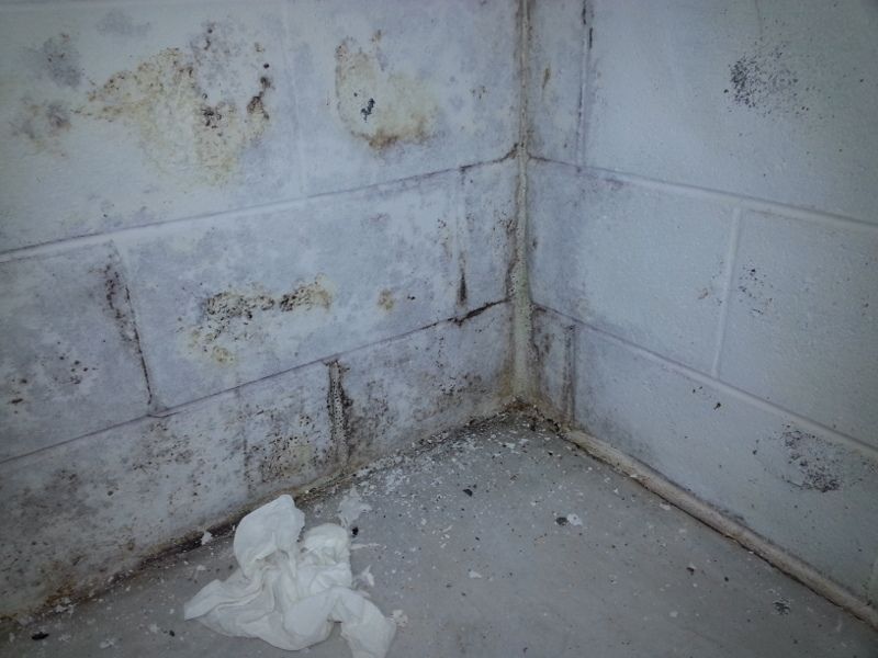 Black Mold Growth