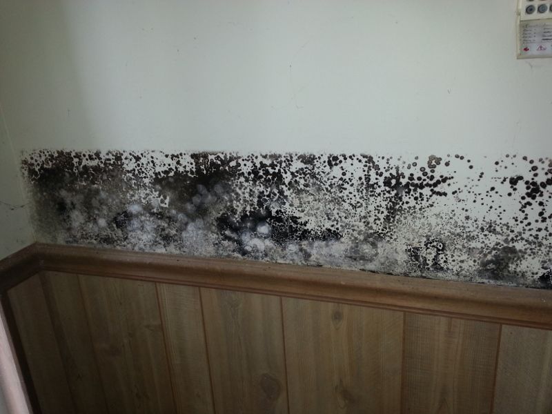 Black Mold on Wall