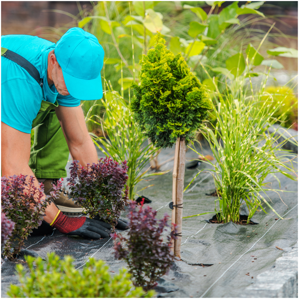 installing plants in ground