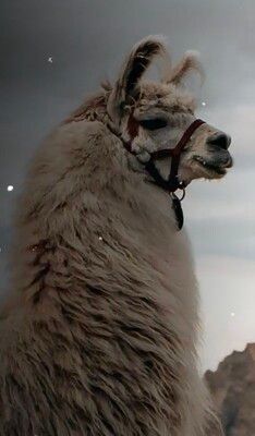 LLAMA