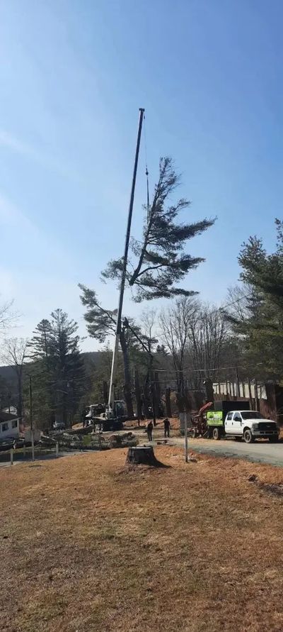 imgi_39_Tree-Expert-1.jpg