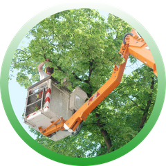 Circular icon featuring an arborist working from a white bucket lift to prune branches high in a lush green tree canopy.