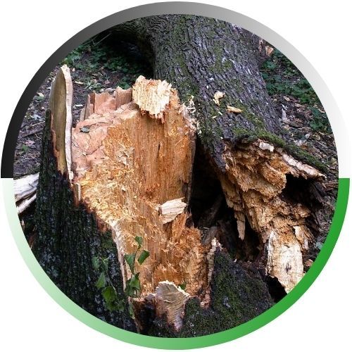 Circular icon featuring a close-up of a shattered and decaying tree stump that requires removal.