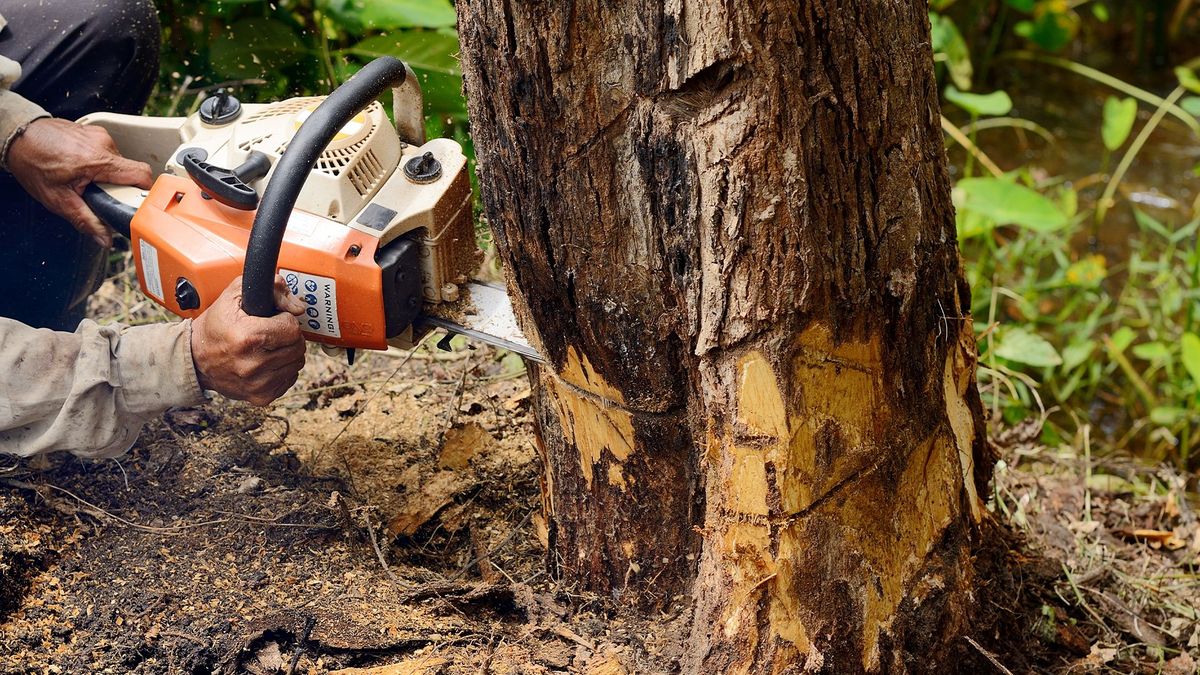 treeremoval.jpg