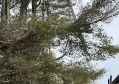 imgi_18_Tree-Expert-400x284.jpg