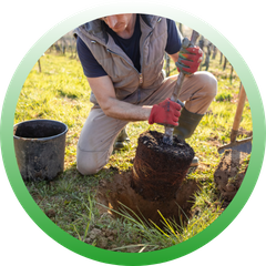 A circular icon showing a gardener kneeling to place a large, root-balled tree into a freshly dug hole in a sunny field.