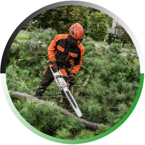 A worker in bright orange safety gear and a protective face shield uses a chainsaw to cut through a fallen tree trunk surrounded by pine branches.