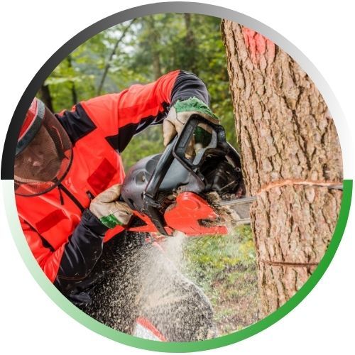 A circular icon featuring a professional arborist in a high-visibility orange and black safety jacket using a chainsaw to cut into a tree trunk.