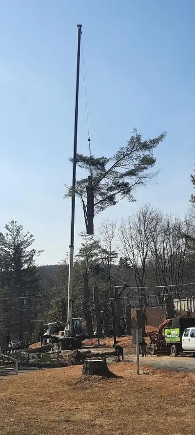 imgi_37_Reliable-Tree-Service.jpg
