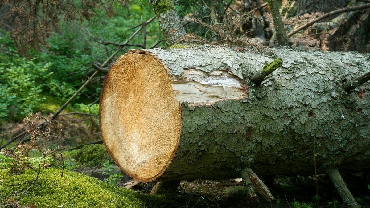 A large, cleanly cut log lying on a mossy forest floor, shown with a soft green color overlay.