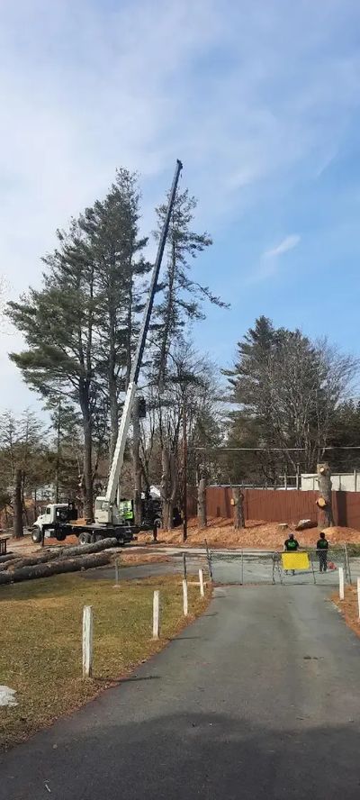 imgi_41_Tree-Removal-Services.jpg