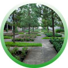 Circular icon of an expansive garden design featuring concrete walkways, pine trees, and organized beds of purple flowers.