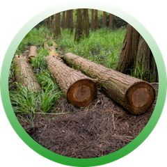 Circular icon showing several large, cut logs resting on a forest floor covered in needles and grass.
