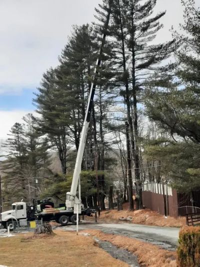 imgi_40_Tree-Pruning-Service.jpg