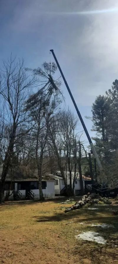 imgi_42_Commercial-Tree-Service.jpg