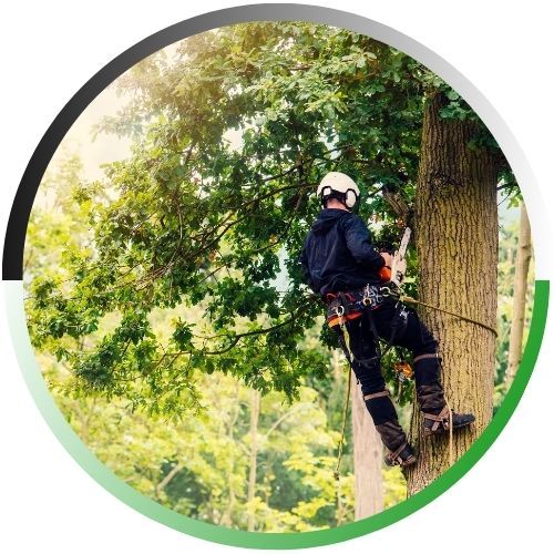 A circular image showing an arborist secured by ropes and a harness, using a chainsaw to prune a tall, leafy deciduous tree.