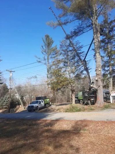 imgi_36_Professional-Tree-Services.jpg