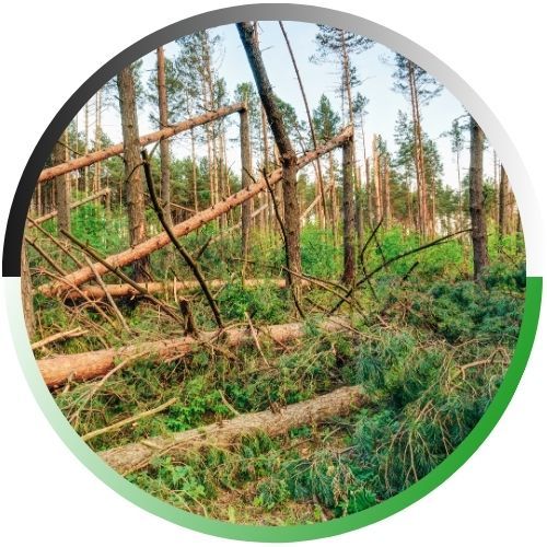 Circular icon showing a wooded area with several fallen and broken pine trees ready for land clearing.