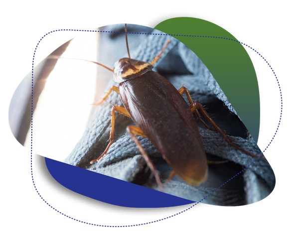 Our pest control experts use the right products for your situation