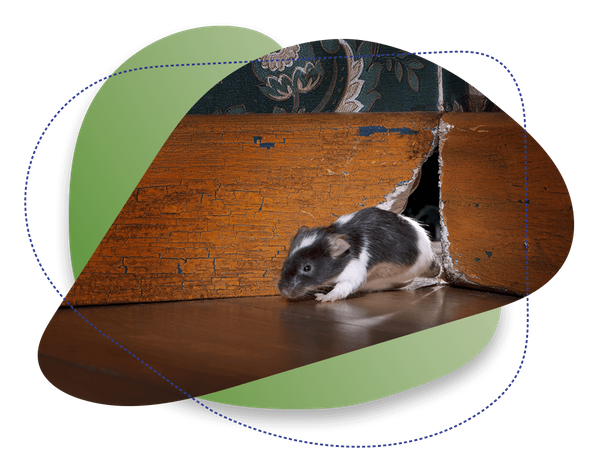 Learn how to determine if you have rodents