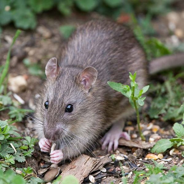 Learn what to do if you suspect rodents