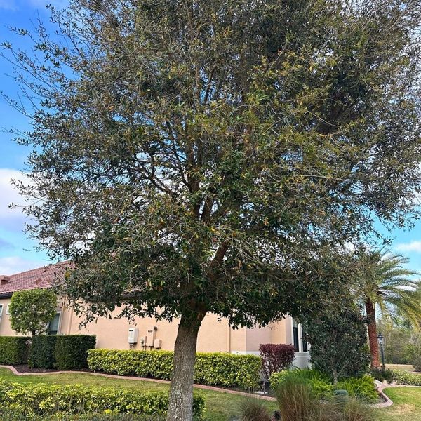 Large oak tree with heavy, overhanging limbs extending over palm trees and property, posing a potential falling hazard